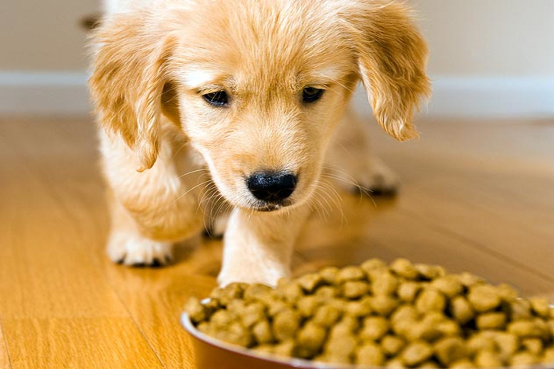 Foods that are bad for dogs