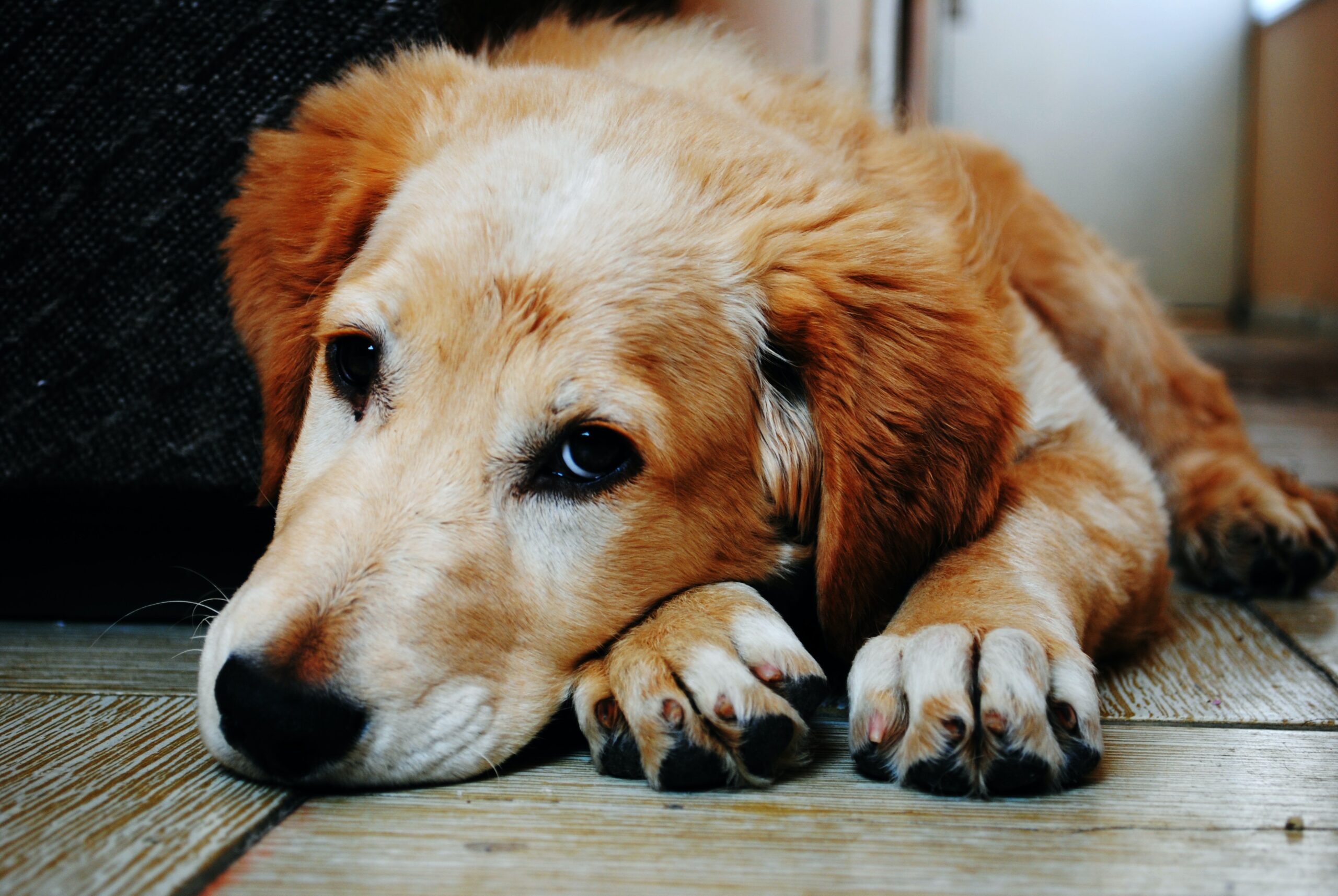 Raw Hides Can Make your Dog Sick
