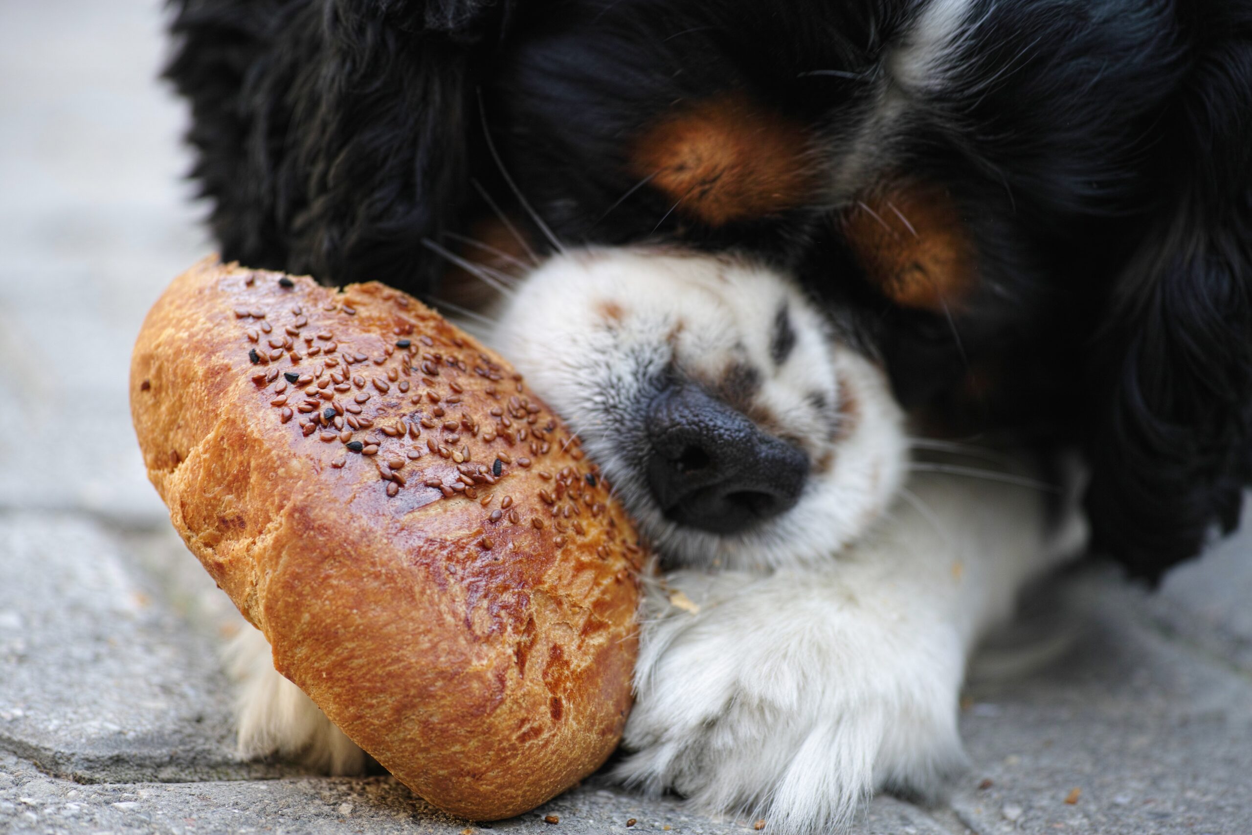 Is roti safe for dogs?