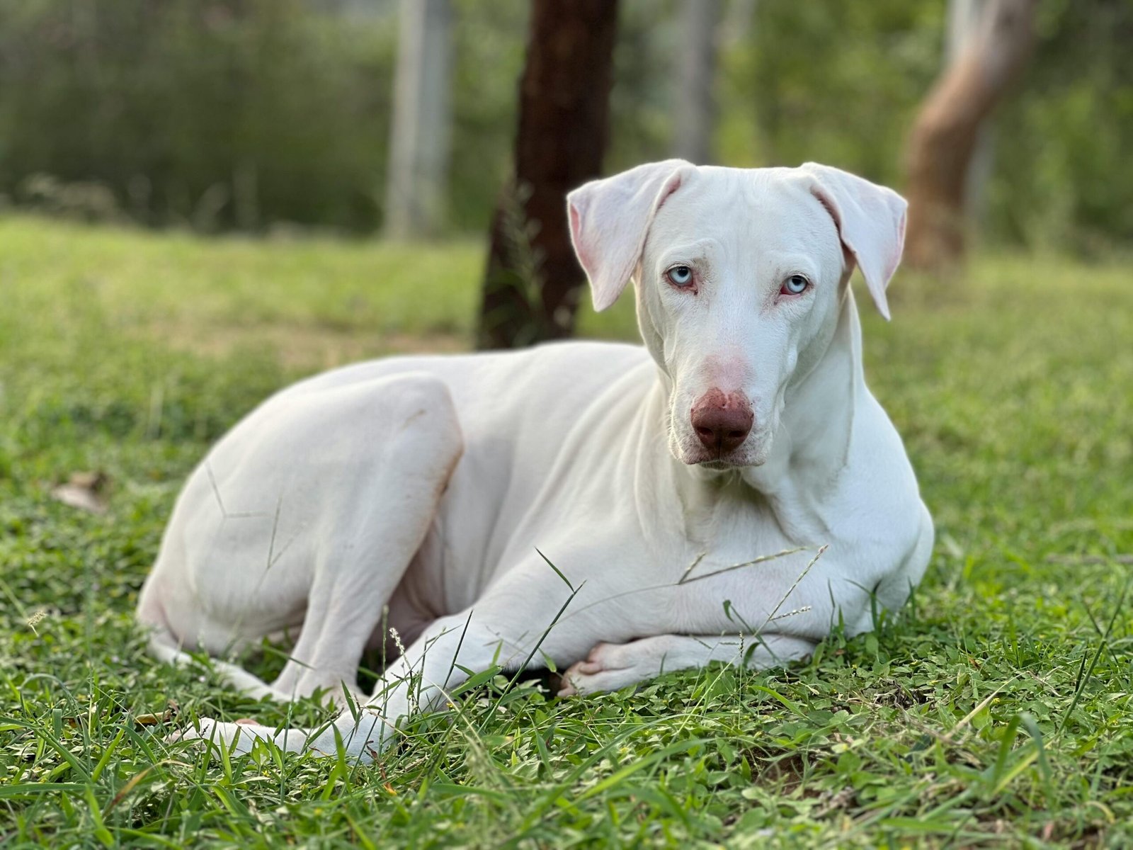 A picture of a Rajapalayam dog